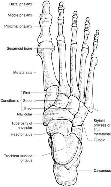 The lower limb | Radiology Key