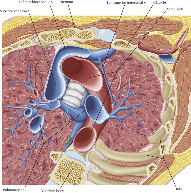 Venous Anatomy and Variants | Radiology Key