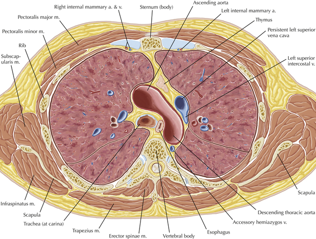 Venous Anatomy and Variants | Radiology Key