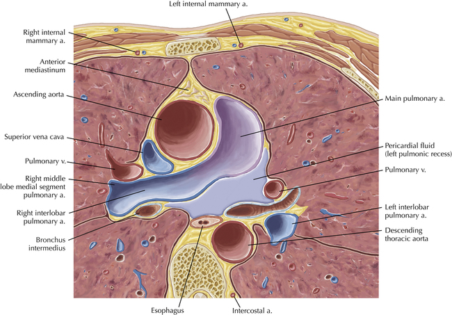 esophagus heart anatomy
