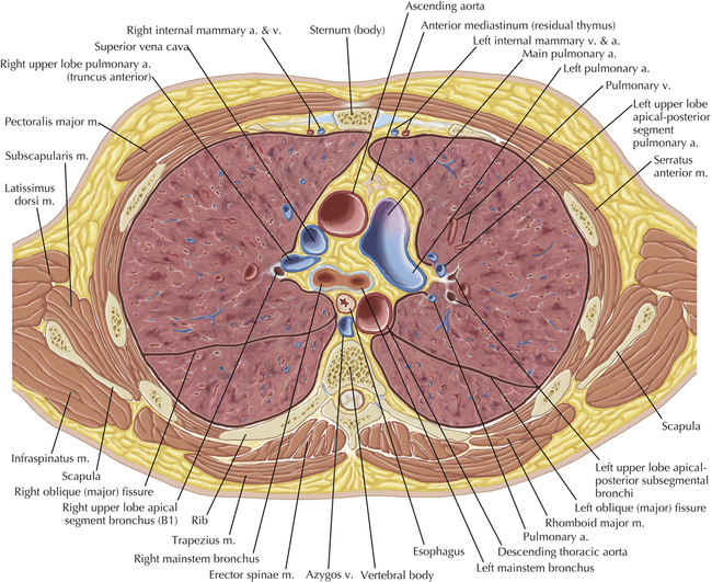 Thoracic Soft Tissue and Lung | Radiology Key