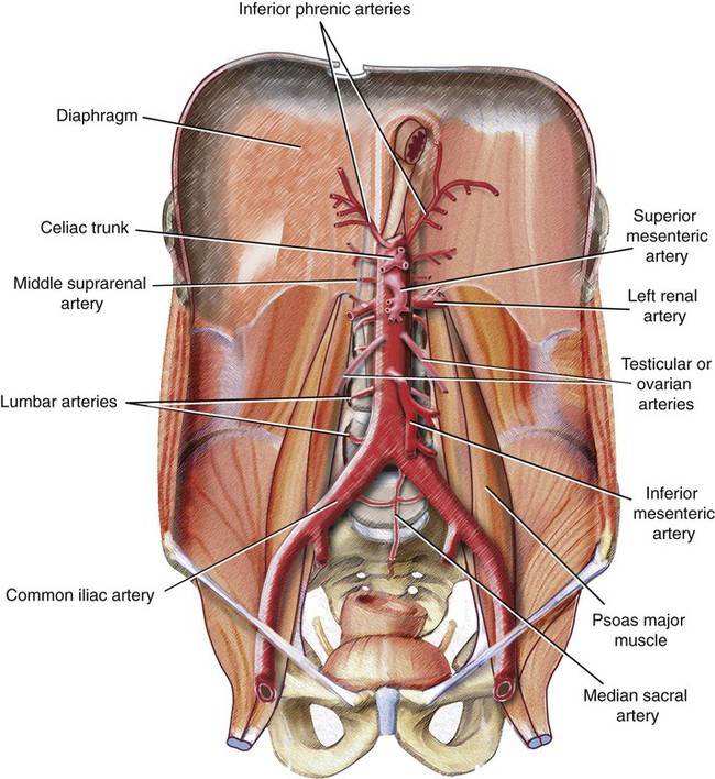 Abdominal Aorta And The Inferior Vena Cava Radiology Key