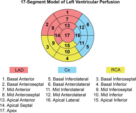 35 Diaphragmatic Attenuation Artifact | Radiology Key