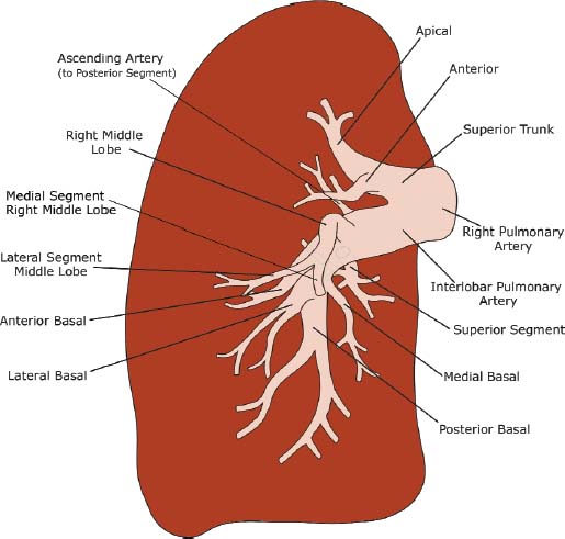 bronchial artery anatomy