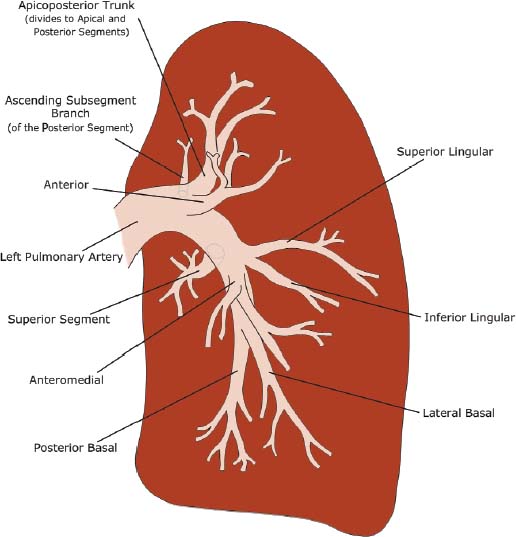 Anatomy Radiology Key