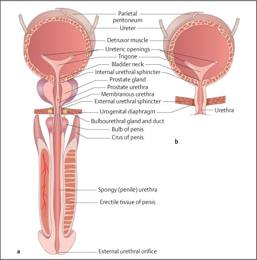 ureter prosztatitis