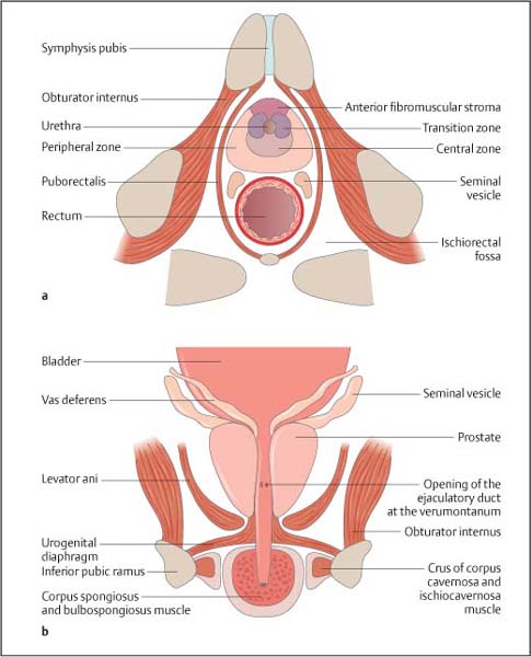 bladder base anatomy