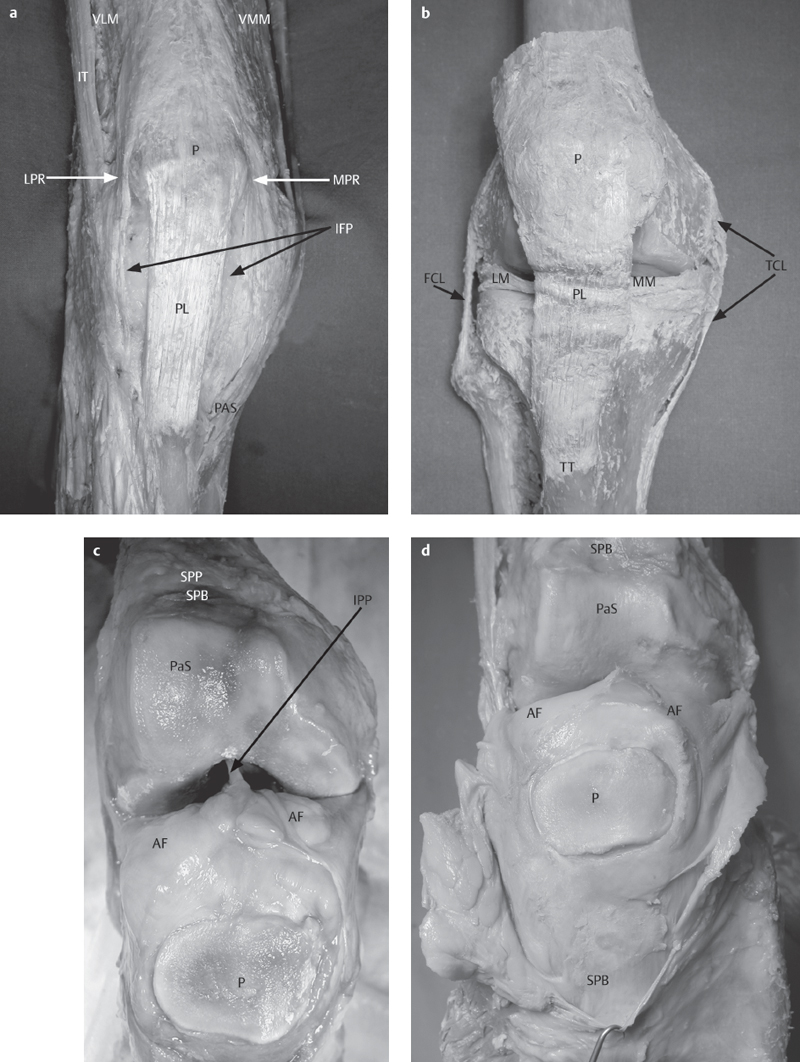 Functional Anatomy of the Knee Joint | Radiology Key