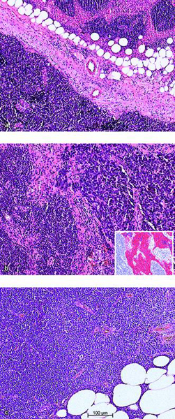 Pathology and Cytology | Radiology Key