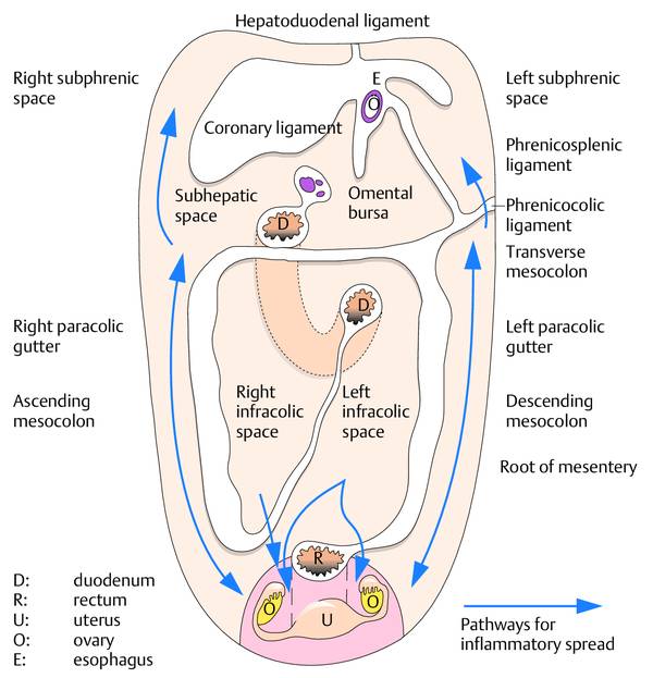 3 fluid compartments Paracentesis Therapeutic Diagnostic and of Free Abdominal