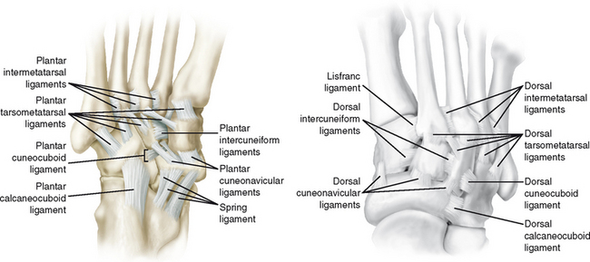 tarsometatarsal joint ligaments