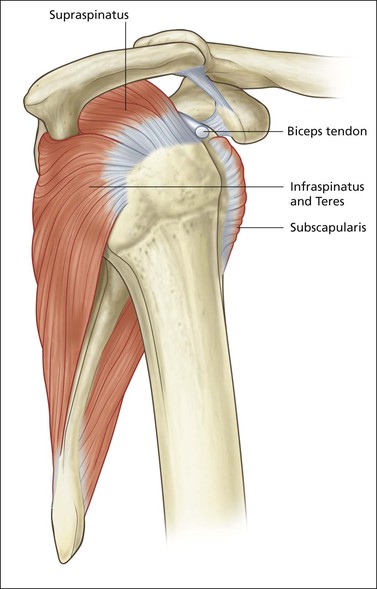 Shoulder 1: Supraspinatus Tendon | Radiology Key