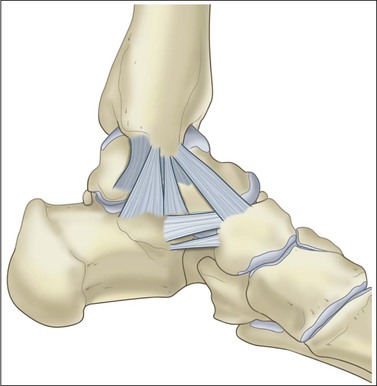 Illustration of the ligaments comprising the deep deltoid ligament