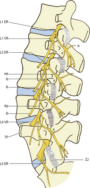 Nerves Of The Lumbar Spine Radiology Key Nerves Of The Lumbar Spine Radiology Key