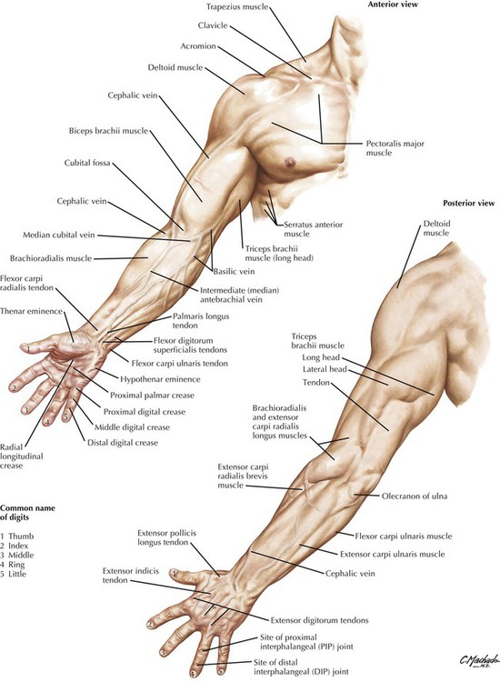 Overview of Upper Limb | Radiology Key