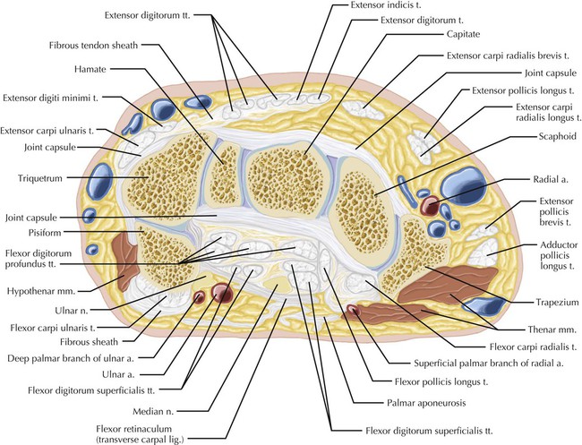 Wrist | Radiology Key