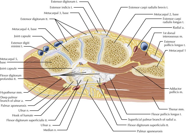 Wrist | Radiology Key