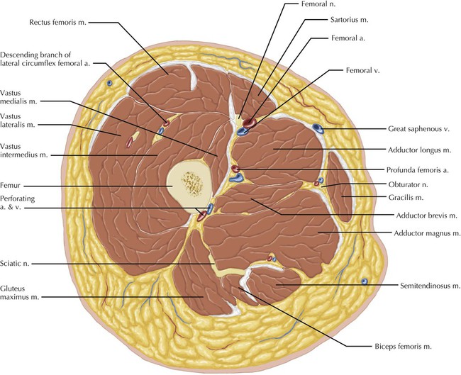 Thigh | Radiology Key