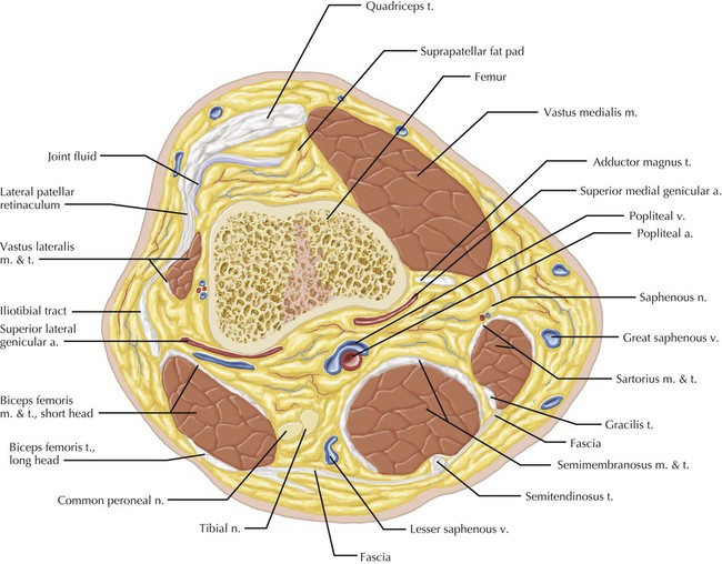 Knee | Radiology Key