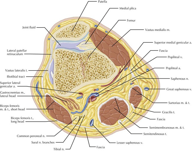 Knee | Radiology Key