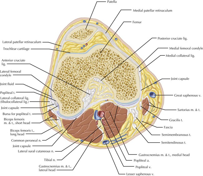 Knee | Radiology Key