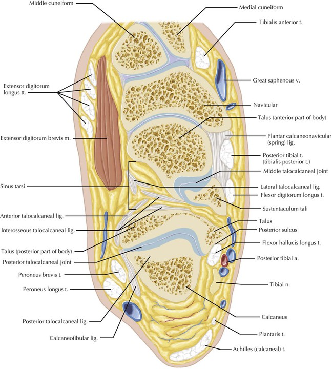 Ankle and Foot | Radiology Key