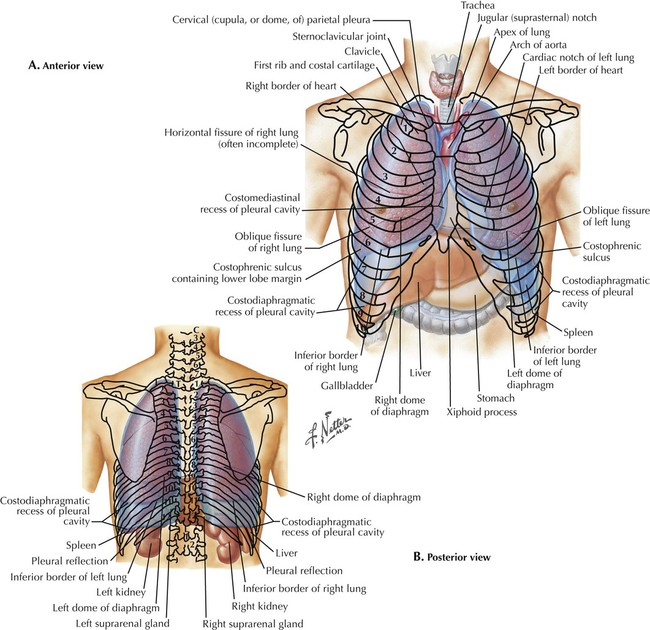 Anatomy Of Thorax
