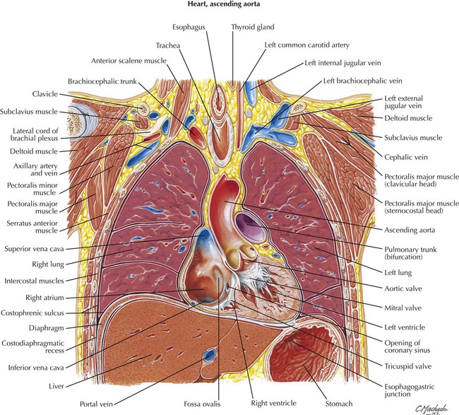 05 November - Thoracic Anatomy - 05 November 2019 APPH 3753 Thoracic Anatomy  o Transthoracic plane – - Studocu