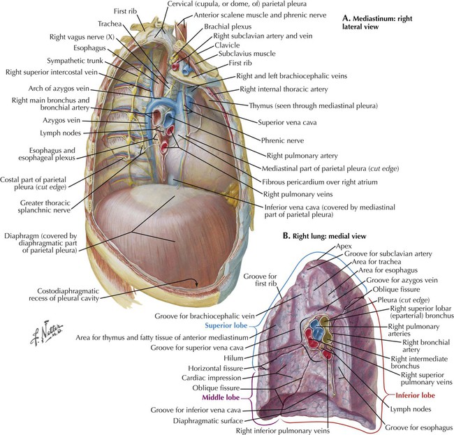 Thorax Radiology Key