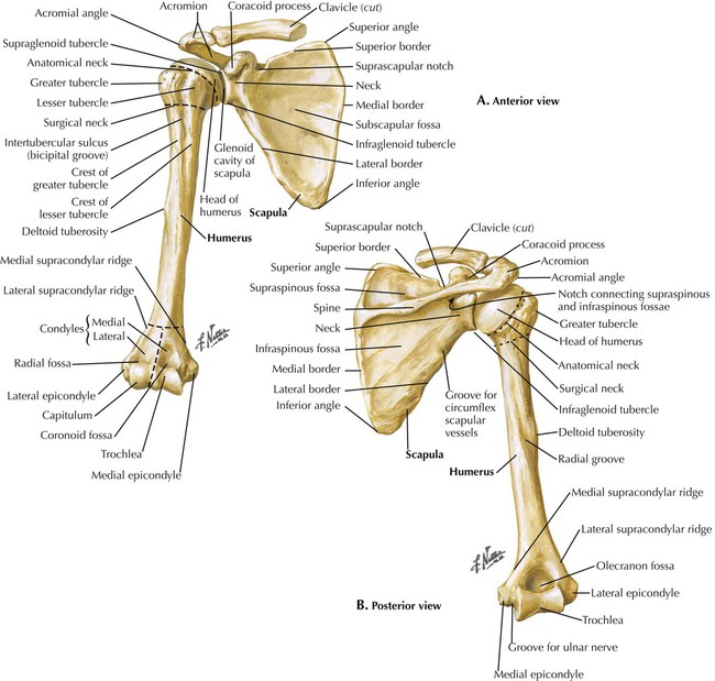 CHAPTER 10: THE UPPER EXTREMITY