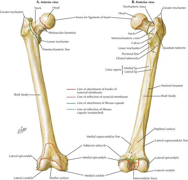 Lower Limbs | Radiology Key