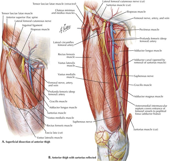 Lower limb anatomy: Bones, muscles, nerves, vessels