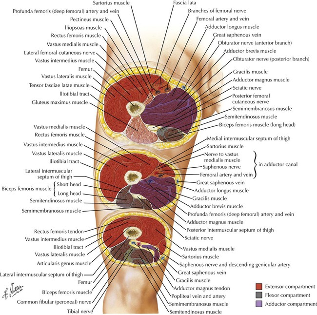 Lower limb nerves (Gray's illustrations), Radiology Case