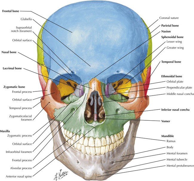 nasal conchae anterior view