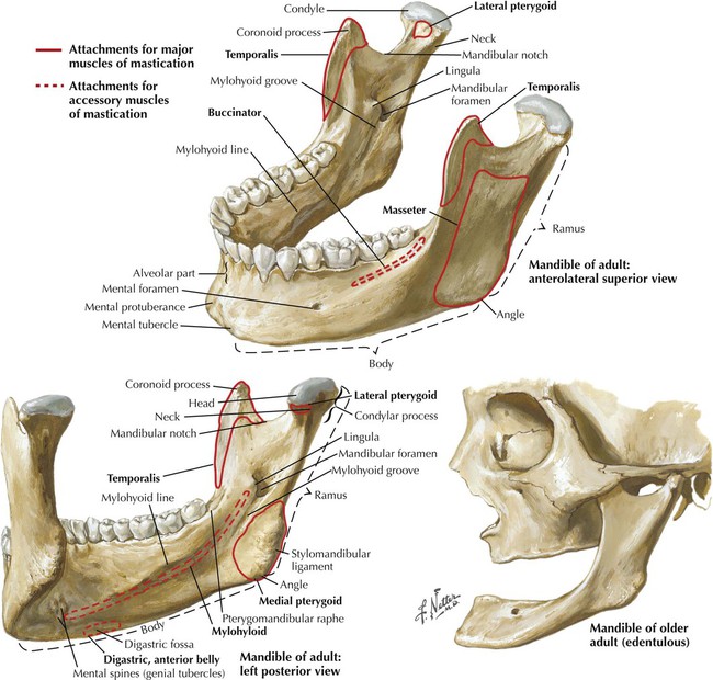 is the mandible a flat bone