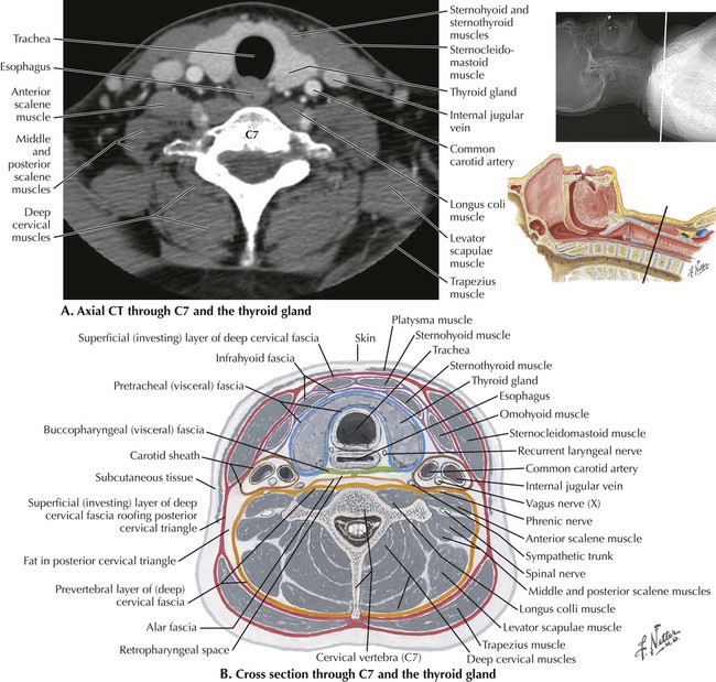 Cervical Anatomy Cross Section