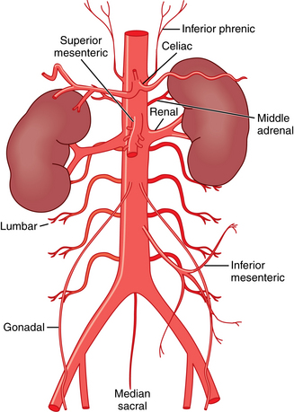 parietal branches of abdominal aorta