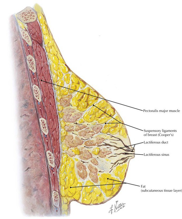 Thorax  Basicmedical Key