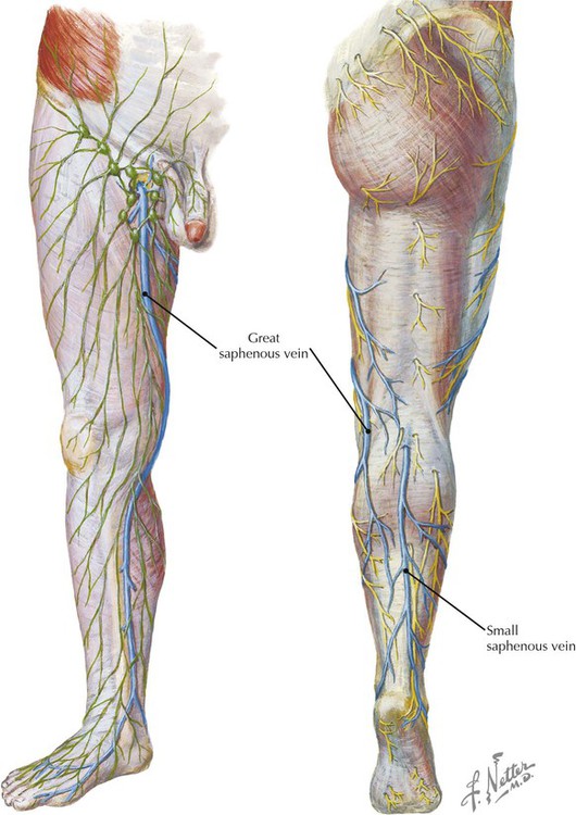 lower limb anatomy