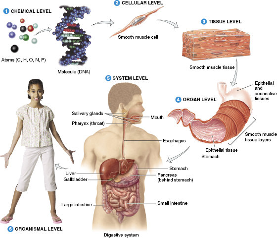 c1-fig-0001