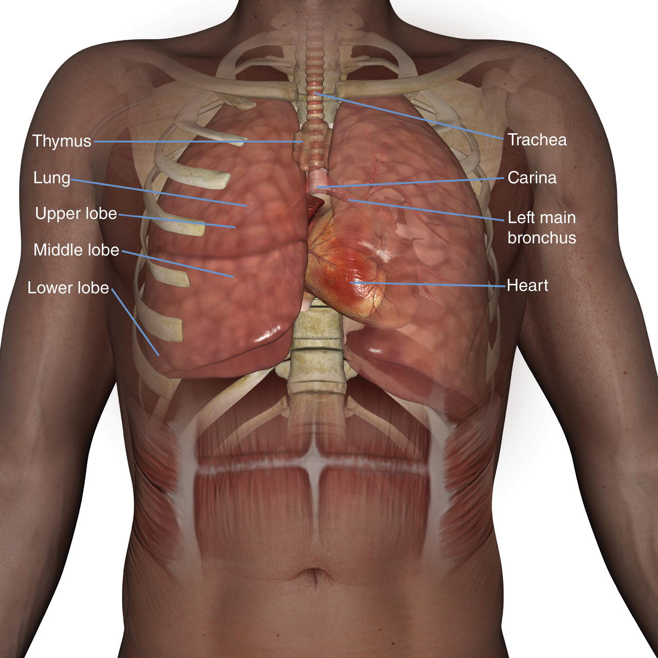 what is considered anatomic dead space in the lung