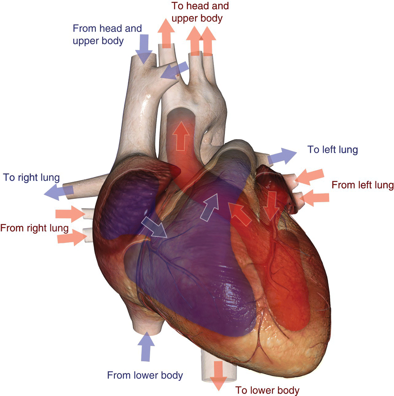 c10-fig-0010