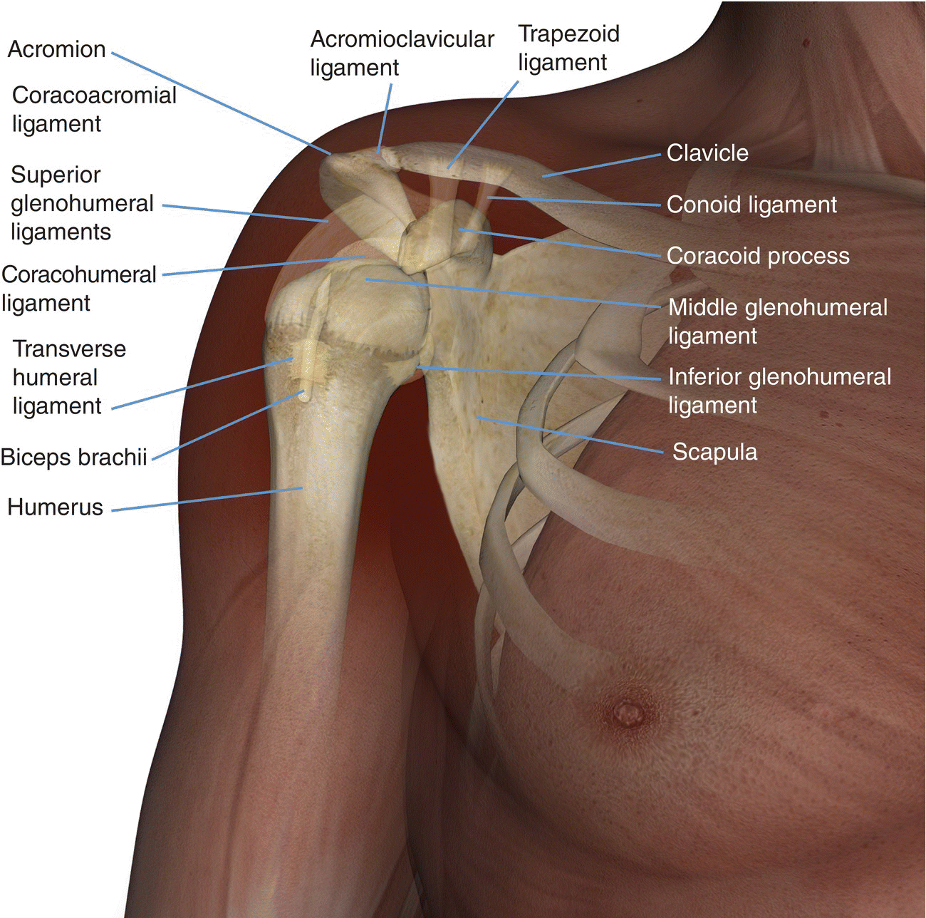 Right Shoulder Joint Anatomy