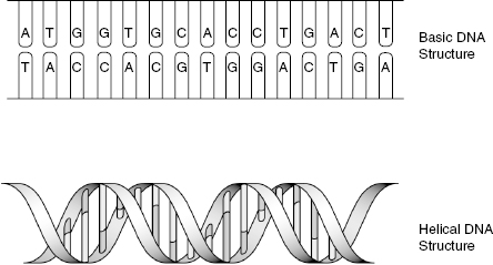 c6-fig-0002