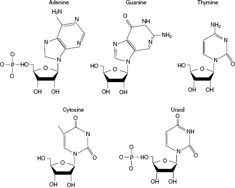 c6-fig-0004