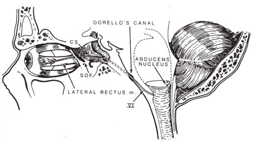 L2- Basic anatomy and physiology of the eye