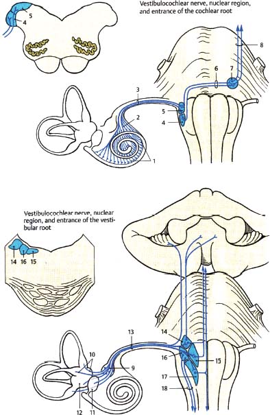 vestibulocochlear nerve model