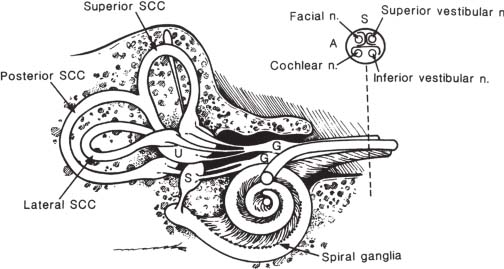 Vestibulocochlear Nerve | Radiology Key