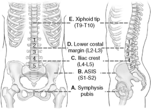 Spine Anatomy Landmarks