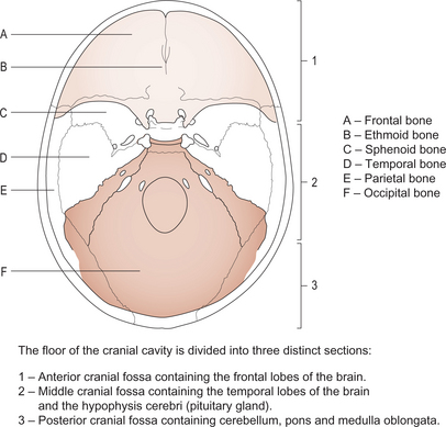 S | Radiology Key